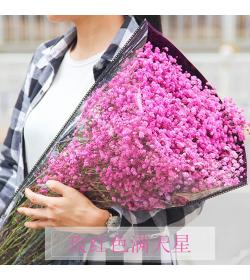 满天星鲜花半干花 云南斗南直发