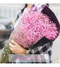 满天星鲜花半干花 云南斗南直发