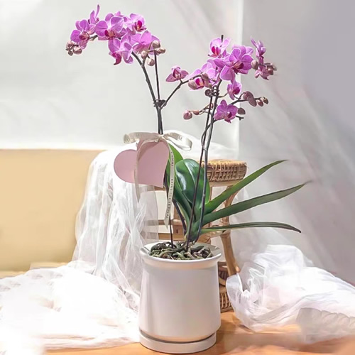 年宵花卉：吉祥如意蝴蝶兰 2剑花