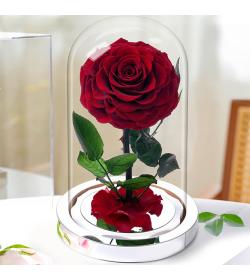 永生花：小王子 红玫瑰