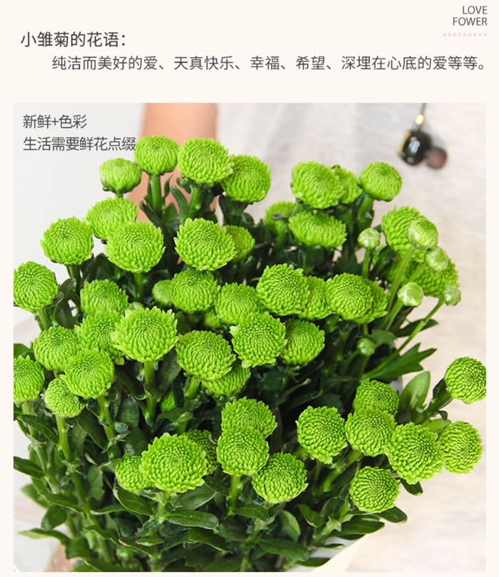 雏菊鲜花 10枝/扎  多色可选 办公室居家客厅摆设装饰