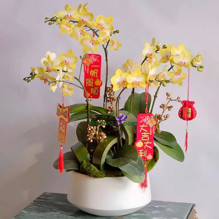 黄色蝴蝶兰5剑花，新年挂卡装饰