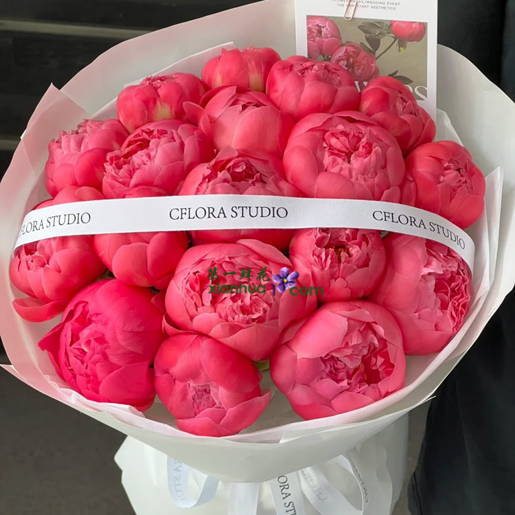 18枝珊瑚芍药,白色丝带装饰