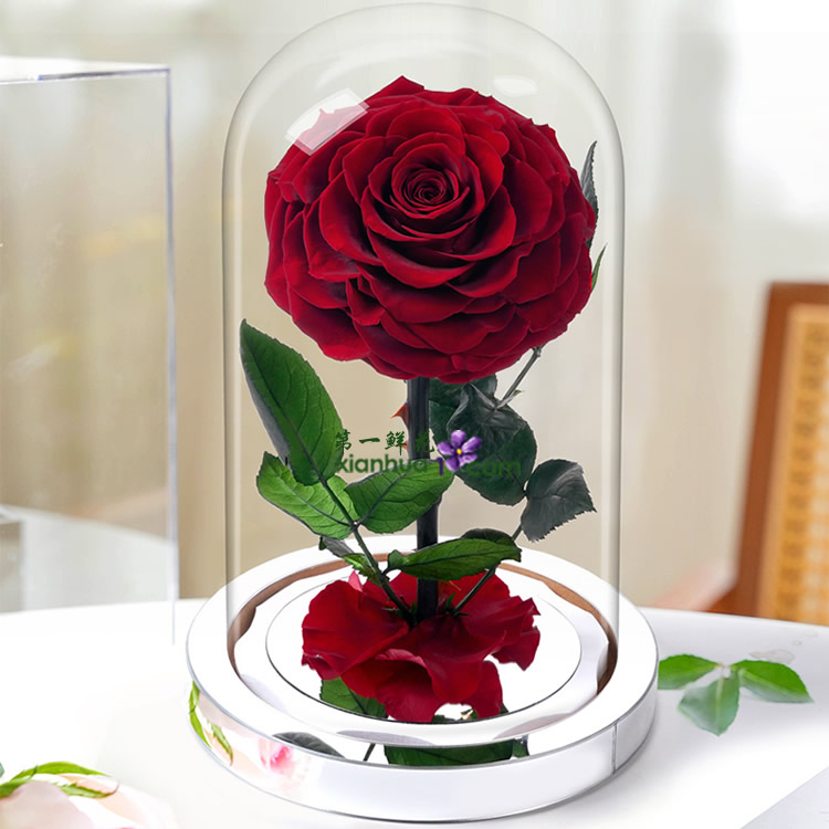 1朵永生玫瑰花，花头7-8厘米 玻璃罩