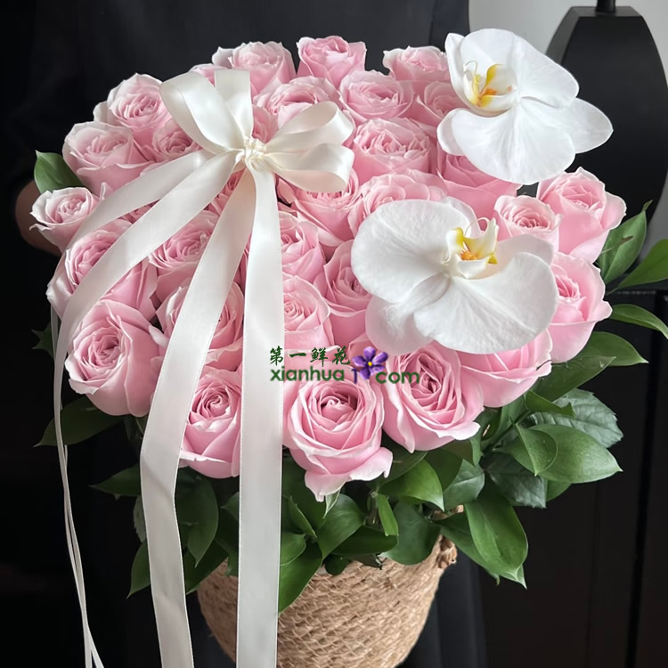33枝粉红雪山玫瑰，2朵白色蝴蝶兰，丝带花结装饰，橘子叶